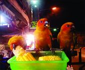 These birds describe Thailand, eating away not bothering about the camera, showing use what there all about and not changing standing proud and not truly caring that I was up close and personal, they are who they are and they do not change for know body, they are welcoming and allow me to be intrigued, these birds seemed to be one with the Thai people, the Thai were eating and laughing and talking away while sitting right next to them the birds in a strange way socializing and doing the same thi: by inthenorth, Views[274]