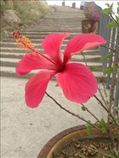 by intikhabahmad, Views[351]