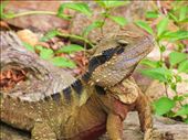 Australian Lizard, Gold coast Hinterland, looking for food: by intothewild, Views[766]