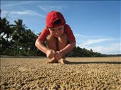 Mission beach, millions of sand crab pellets on the beach: by intothewild, Views[475]