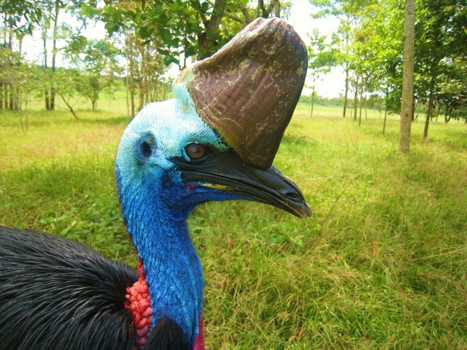 Casoar, Yepoon, very very recent crossing