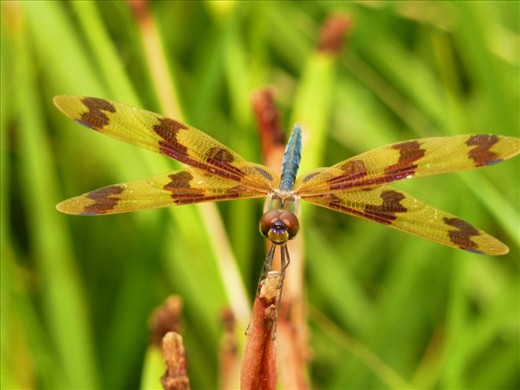 DragonFly, Botanic Garden, Benowa