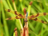 DragonFly, Botanic Garden, Benowa: by intothewild, Views[351]