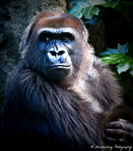 Melbourne Zoo Australia