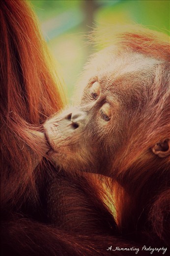 Melbourne Zoo Australia