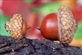 Acorns: by ioshertz, Views[230]