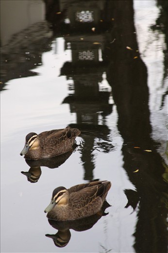 Two ducks at the Chinese Garden, Botanical Gardens, Sydney, Australia