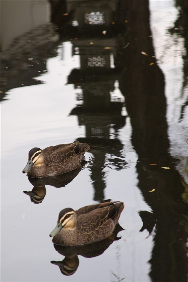 Two ducks at the Chinese Garden, Botanical Gardens, Sydney, Australia