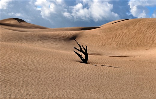 A single tree is all that is left of a forest that once grew behind these coastal dunes. Over thousands of years, these dunes moved inland driven by wind and water. They have swallowed and smothered the ancient forest.