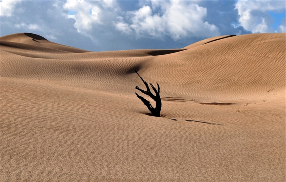 A single tree is all that is left of a forest that once grew behind these coastal dunes. Over thousands of years, these dunes moved inland driven by wind and water. They have swallowed and smothered the ancient forest.