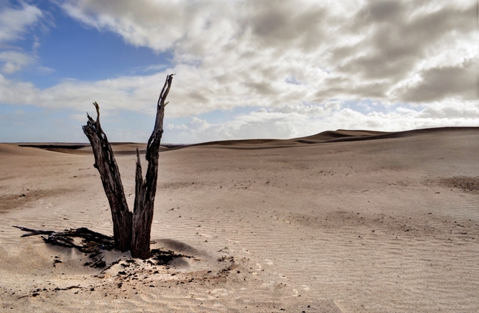 Here is a study of natural processes – the power of a desert environment to shape, bleach and mould all features of the landscape. This tree has been uncovered and burnt in the desert sun, acting as a reminder of unique patterns of existence in arid deserts.