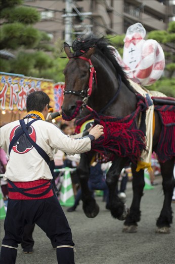 One of the horses dangerously charging forward during the festival. Casualties are not uncommon during the festival due to the close proximity of people to these massive, disoriented horses. 