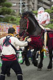 One of the horses dangerously charging forward during the festival. Casualties are not uncommon during the festival due to the close proximity of people to these massive, disoriented horses. : by ireed186, Views[488]