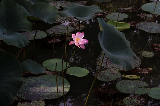 A lonely lotus flower on a pond near the majestic mountain of Sigiria