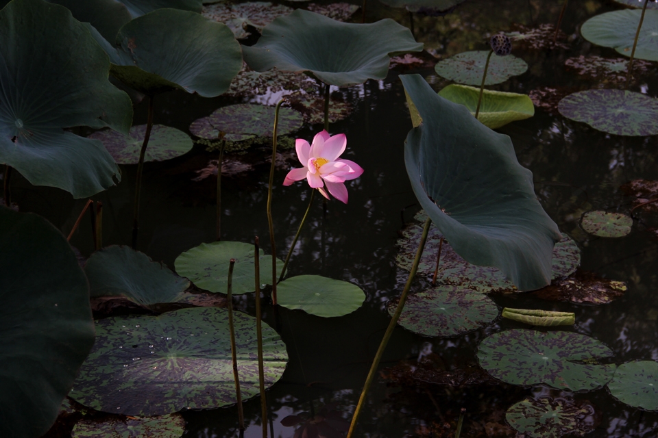 A lonely lotus flower on a pond near the majestic mountain of Sigiria