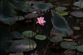 A lonely lotus flower on a pond near the majestic mountain of Sigiria: by ireneb, Views[505]