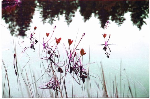 Natural Park, Artic Flowers that grow in the water