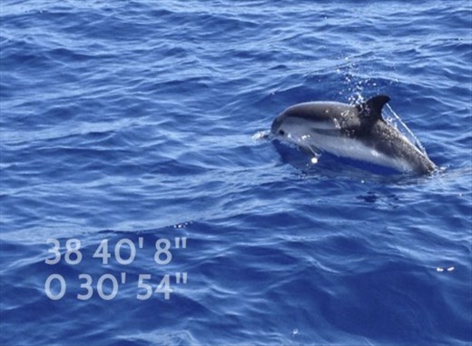 Dolphins on the mediteranean Canal
