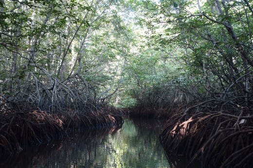 Sereniteit van het mangrovebos