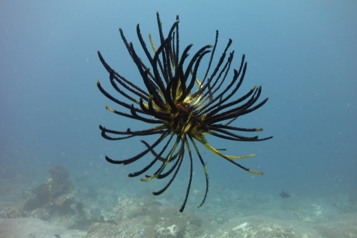 Zeeveer die ik net hiervoor van het been van mijn duikbuddy had losgemaakt