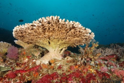 Voorbeeld van het mooie koraal wat we hier gezien hebben