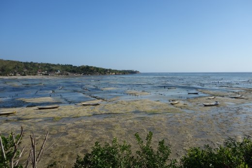 De grootste inkomstenbron van het eiland: Zeewier velden in het kanaal tussen Lembongan en Ceningan