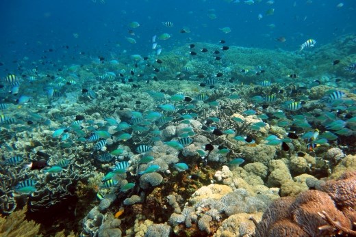 De onderwaterwereld van Lembongan
