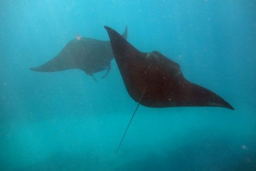 Snorkelen met de manta's