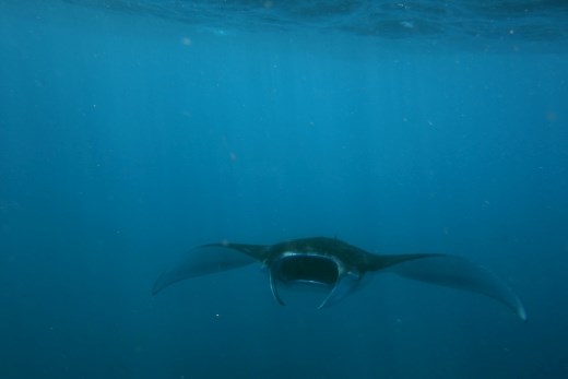 Snorkelen met de manta's
