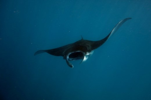 Snorkelen met de manta's