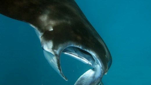 Snorkelen met de manta's