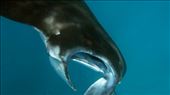 Snorkelen met de manta's: by irko_mirjam, Views[242]