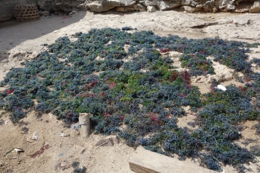 De zeewier oogst is langs de weg aan het drogen