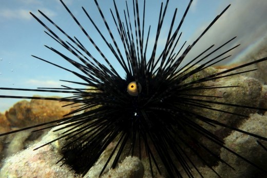 zee egel in een getijde poel