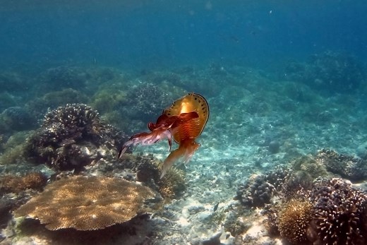 Paringsdans(?) van de pijlinktvis