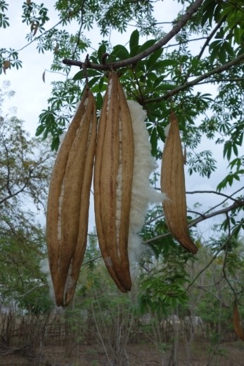 Een vrucht van de hier voorkomende kapokboom