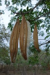 Een vrucht van de hier voorkomende kapokboom: by irko_mirjam, Views[348]