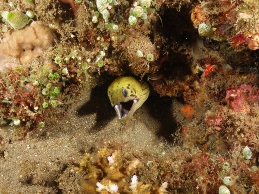 Hapt deze murene sneller dan zijn schaduw?