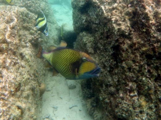Een andere Titan Triggerfish die niet op oorlogspad is