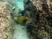 Een Titan Triggerfish (Blauwvintrekkervis): by irko_mirjam, Views[221]
