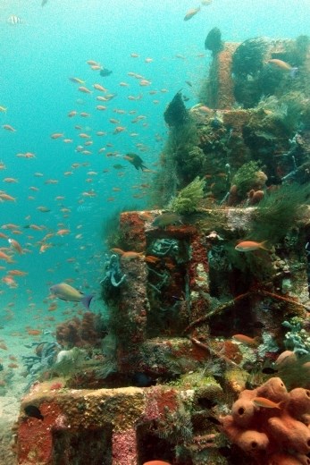 Met deze piramides van open blokken hebben ze hier de koraal groei gestimuleerd