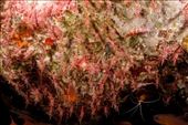 Shrimps!: by irko_mirjam, Views[214]
