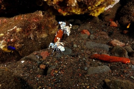 een stelletje harlekijn garnalen