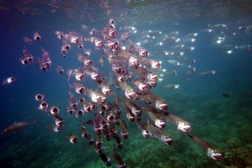 Deze normaal zeer timide uitziende vis verandert in een duivels schepsel wanneer het etenstijd is