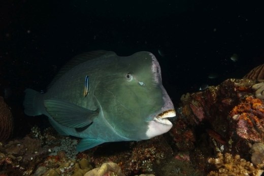 Ondanks de vervaarlijke stormram op hun hoofd, zijn deze bultkoppapegaaivissen erg schuw en had ik dus geluk om zo dichtbij te komen