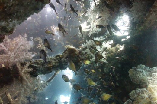 Een doorkijkje in het wrak van de USAT Liberty die in 1942 door een Japanse onderzeeer getorpedeerd is 