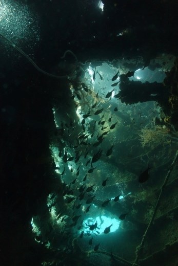 Een stemmig doorkijkje in het wrak van de USAT Liberty tijdens een vroege ochtend duik