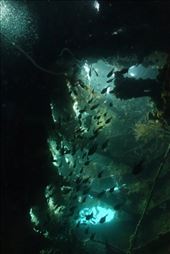 Een stemmig doorkijkje in het wrak van de USAT Liberty tijdens een vroege ochtend duik: by irko_mirjam, Views[396]