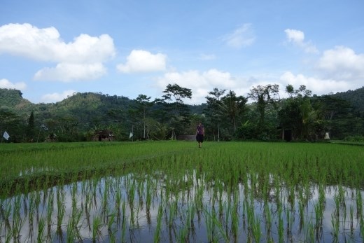Mirjam begeeft zich op de smalle paadjes door de rijstvelden