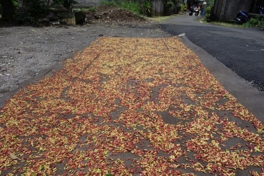 Het oogt niet zo spectaculair als het ruikt, maar biedt toch een aardig plaatje deze drogende kruidnagels